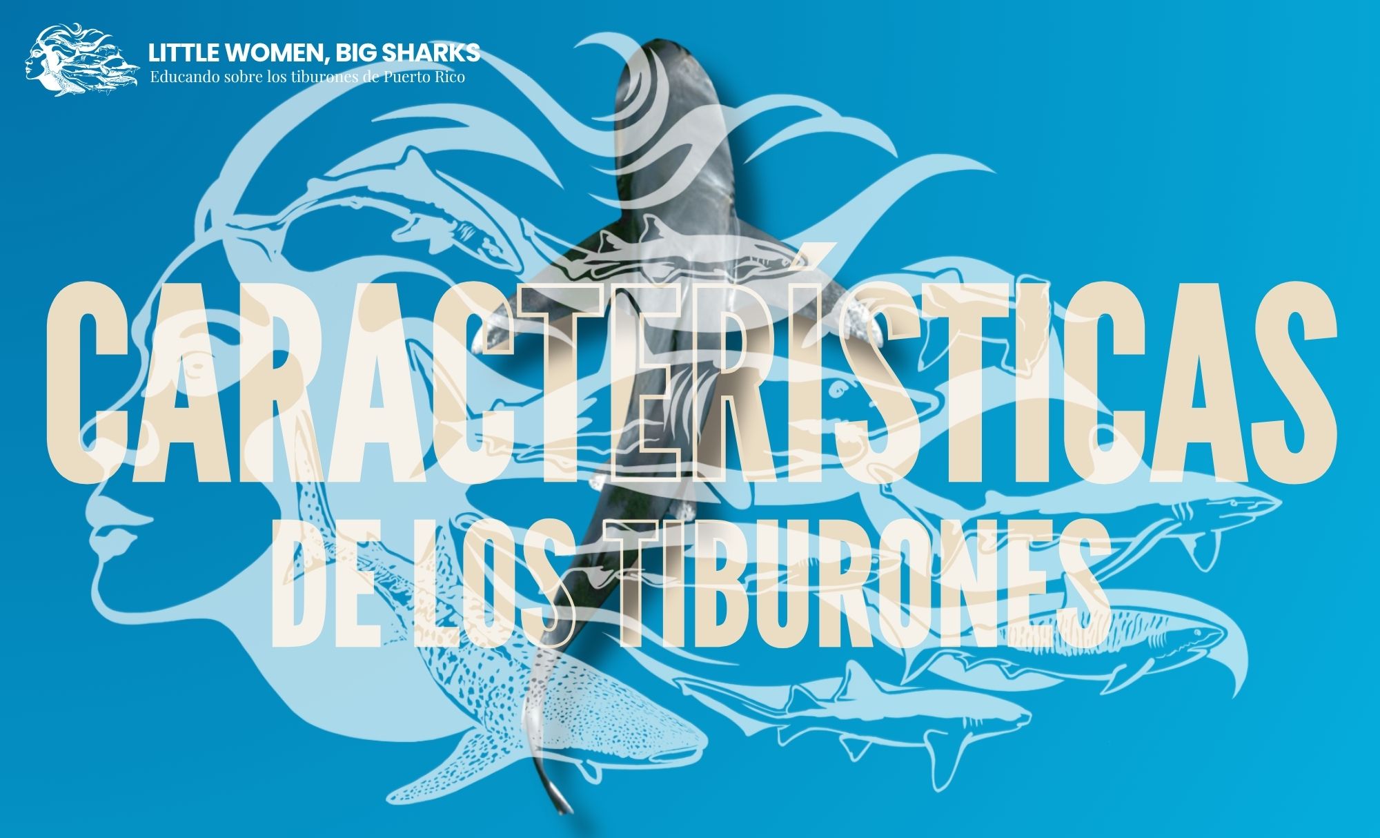 Tarjetas: Características de los tiburones