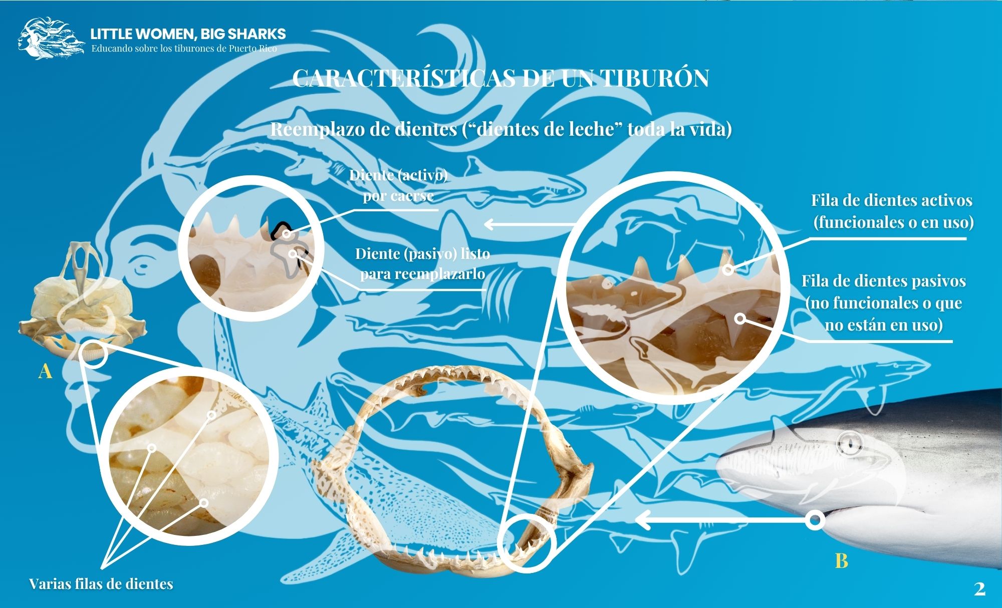 Tarjetas: Características de los tiburones