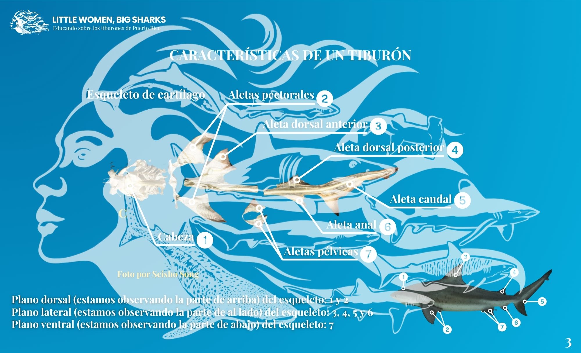 Tarjetas: Características de los tiburones