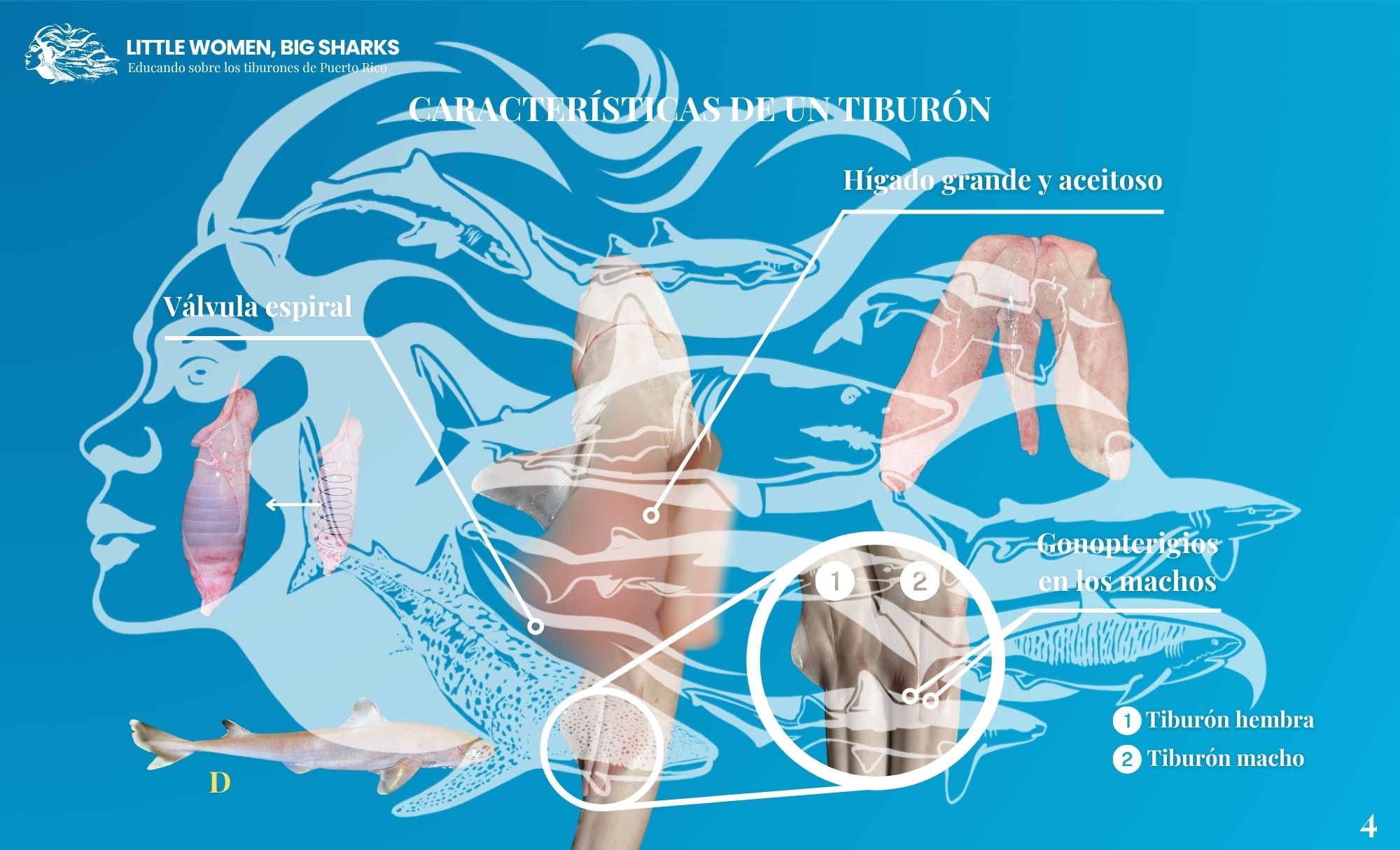 Tarjetas: Características de los tiburones