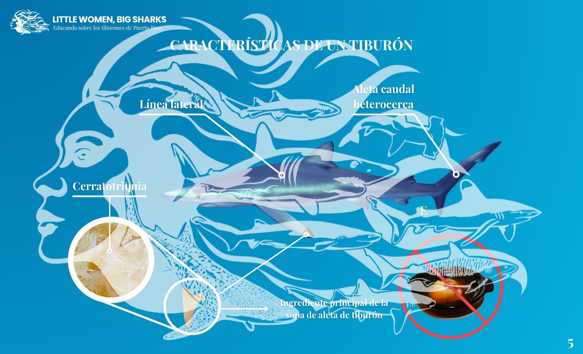 Tarjetas: Características de los tiburones