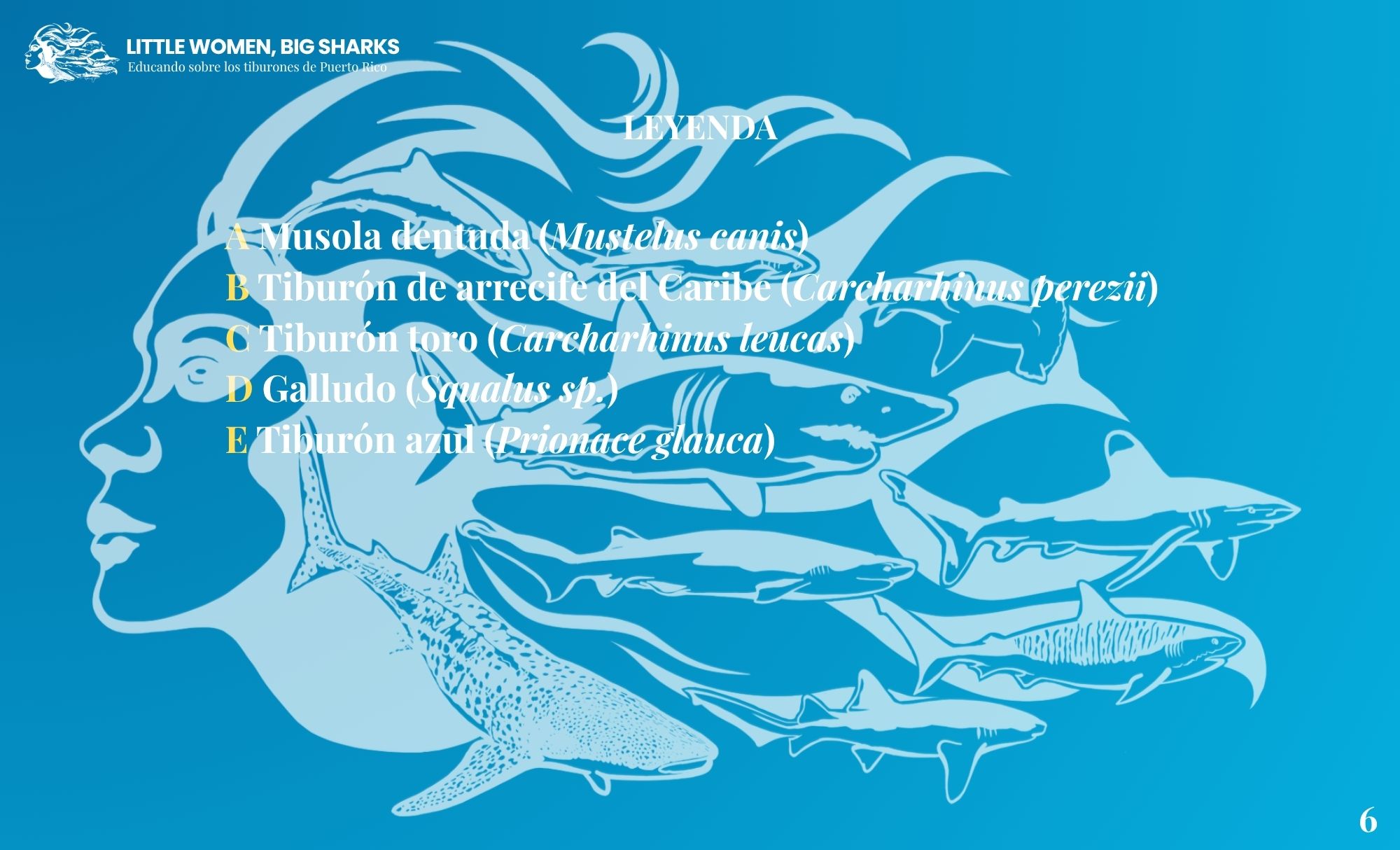 Tarjetas: Características de los tiburones