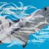 Tarjetas: Características de los tiburones