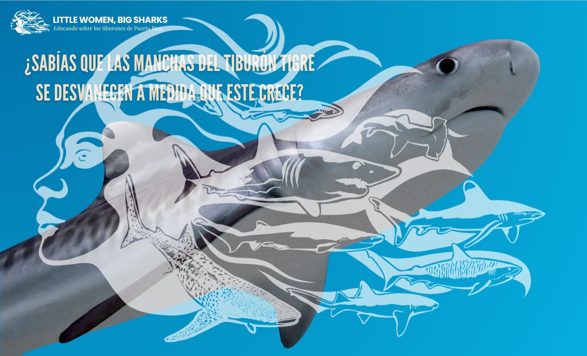 Tarjetas: Características de los tiburones